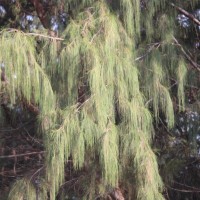 Casuarina equisetifolia L.